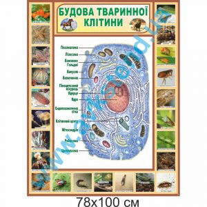 купити Стенд
