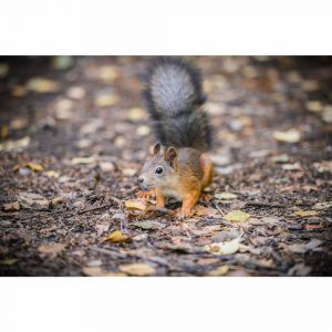 купити Фотошпалери