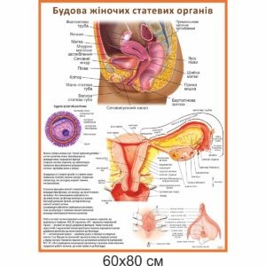 жіночі статеві органи, стенд купити, медичні стенди, стенди в медунівер
