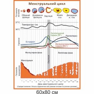 менструальний цикл, стенд купити, медичні стенди, стенди в медунівер