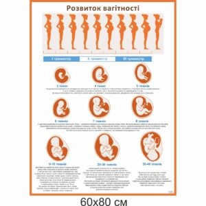 розвиток вагітності, стенд купити, медичні стенди, стенди в медунівер