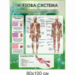 биология, биологические стенды, біологія, біологічні стенди, стенди для кабінету біології, стенды для кабинета биологии, стенди для кабінету біології купити, кабінет біології, стенди для шкільних кабінетів замовити, стенды для кабинета биологии купить, кабинет биологии, стенды для школьных кабинетов заказать, кабінет біології, Україна, Украина, стенди для школи купити, стенди для школи замовити, стенди для кабінету, стенди для шкільного кабінету, оформлення кабінетів, оформлення шкільного кабінету, стенды для школы купить, стенды для школы заказать, стенды для кабинета, стенды для школьного кабинета, Україна, Украина, м’язова система