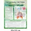 биология, биологические стенды, біологія, біологічні стенди, стенди для кабінету біології, стенды для кабинета биологии, стенди для кабінету біології купити, кабінет біології, стенди для шкільних кабінетів замовити, стенды для кабинета биологии купить, кабинет биологии, стенды для школьных кабинетов заказать, кабінет біології, Україна, Украина, стенди для школи купити, стенди для школи замовити, стенди для кабінету, стенди для шкільного кабінету, оформлення кабінетів, оформлення шкільного кабінету, стенды для школы купить, стенды для школы заказать, стенды для кабинета, стенды для школьного кабинета, Україна, Украина, дихальна система