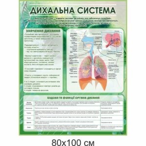 биология, биологические стенды, біологія, біологічні стенди, стенди для кабінету біології, стенды для кабинета биологии, стенди для кабінету біології купити, кабінет біології, стенди для шкільних кабінетів замовити, стенды для кабинета биологии купить, кабинет биологии, стенды для школьных кабинетов заказать, кабінет біології, Україна, Украина, стенди для школи купити, стенди для школи замовити, стенди для кабінету, стенди для шкільного кабінету, оформлення кабінетів, оформлення шкільного кабінету, стенды для школы купить, стенды для школы заказать, стенды для кабинета, стенды для школьного кабинета, Україна, Украина, дихальна система