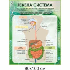 биология, биологические стенды, біологія, біологічні стенди, стенди для кабінету біології, стенды для кабинета биологии, стенди для кабінету біології купити, кабінет біології, стенди для шкільних кабінетів замовити, стенды для кабинета биологии купить, кабинет биологии, стенды для школьных кабинетов заказать, кабінет біології, Україна, Украина, стенди для школи купити, стенди для школи замовити, стенди для кабінету, стенди для шкільного кабінету, оформлення кабінетів, оформлення шкільного кабінету, стенды для школы купить, стенды для школы заказать, стенды для кабинета, стенды для школьного кабинета, Україна, Украина, травна система