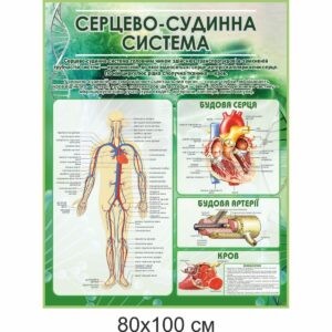 биология, биологические стенды, біологія, біологічні стенди, стенди для кабінету біології, стенды для кабинета биологии, стенди для кабінету біології купити, кабінет біології, стенди для шкільних кабінетів замовити, стенды для кабинета биологии купить, кабинет биологии, стенды для школьных кабинетов заказать, кабінет біології, Україна, Украина, стенди для школи купити, стенди для школи замовити, стенди для кабінету, стенди для шкільного кабінету, оформлення кабінетів, оформлення шкільного кабінету, стенды для школы купить, стенды для школы заказать, стенды для кабинета, стенды для школьного кабинета, Україна, Украина, серцево - судинна система