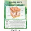 биология, биологические стенды, біологія, біологічні стенди, стенди для кабінету біології, стенды для кабинета биологии, стенди для кабінету біології купити, кабінет біології, стенди для шкільних кабінетів замовити, стенды для кабинета биологии купить, кабинет биологии, стенды для школьных кабинетов заказать, кабінет біології, Україна, Украина, стенди для школи купити, стенди для школи замовити, стенди для кабінету, стенди для шкільного кабінету, оформлення кабінетів, оформлення шкільного кабінету, стенды для школы купить, стенды для школы заказать, стенды для кабинета, стенды для школьного кабинета, Україна, Украина, будова шкіри