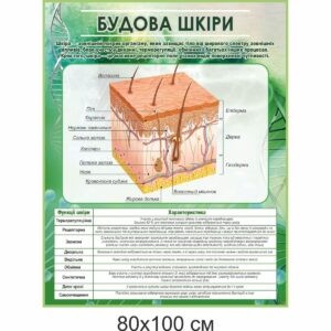 биология, биологические стенды, біологія, біологічні стенди, стенди для кабінету біології, стенды для кабинета биологии, стенди для кабінету біології купити, кабінет біології, стенди для шкільних кабінетів замовити, стенды для кабинета биологии купить, кабинет биологии, стенды для школьных кабинетов заказать, кабінет біології, Україна, Украина, стенди для школи купити, стенди для школи замовити, стенди для кабінету, стенди для шкільного кабінету, оформлення кабінетів, оформлення шкільного кабінету, стенды для школы купить, стенды для школы заказать, стенды для кабинета, стенды для школьного кабинета, Україна, Украина, будова шкіри
