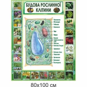 биология, биологические стенды, біологія, біологічні стенди, стенди для кабінету біології, стенды для кабинета биологии, стенди для кабінету біології купити, кабінет біології, стенди для шкільних кабінетів замовити, стенды для кабинета биологии купить, кабинет биологии, стенды для школьных кабинетов заказать, кабінет біології, Україна, Украина, стенди для школи купити, стенди для школи замовити, стенди для кабінету, стенди для шкільного кабінету, оформлення кабінетів, оформлення шкільного кабінету, стенды для школы купить, стенды для школы заказать, стенды для кабинета, стенды для школьного кабинета, Україна, Украина, будова рослинної клітини