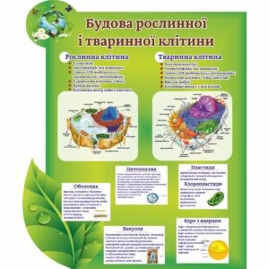 биология, биологические стенды, біологія, біологічні стенди, стенди для кабінету біології, стенды для кабинета биологии, стенди для кабінету біології купити, кабінет біології, стенди для шкільних кабінетів замовити, стенды для кабинета биологии купить, кабинет биологии, стенды для школьных кабинетов заказать, кабінет біології, Україна, Украина, стенди для школи купити, стенди для школи замовити, стенди для кабінету, стенди для шкільного кабінету, оформлення кабінетів, оформлення шкільного кабінету, стенды для школы купить, стенды для школы заказать, стенды для кабинета, стенды для школьного кабинета, Україна, Украина, будова тваринної та рослинної клітини