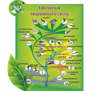 биология, биологические стенды, біологія, біологічні стенди, стенди для кабінету біології, стенды для кабинета биологии, стенди для кабінету біології купити, кабінет біології, стенди для шкільних кабінетів замовити, стенды для кабинета биологии купить, кабинет биологии, стенды для школьных кабинетов заказать, кабінет біології, Україна, Украина, стенди для школи купити, стенди для школи замовити, стенди для кабінету, стенди для шкільного кабінету, оформлення кабінетів, оформлення шкільного кабінету, стенды для школы купить, стенды для школы заказать, стенды для кабинета, стенды для школьного кабинета, Україна, Украина, еволюція тваринного світу,