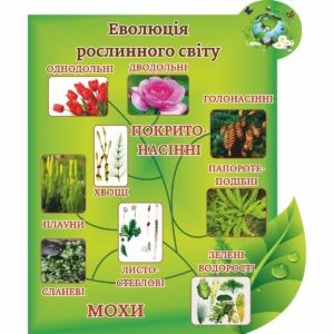 биология, биологические стенды, біологія, біологічні стенди, стенди для кабінету біології, стенды для кабинета биологии, стенди для кабінету біології купити, кабінет біології, стенди для шкільних кабінетів замовити, стенды для кабинета биологии купить, кабинет биологии, стенды для школьных кабинетов заказать, кабінет біології, Україна, Украина, стенди для школи купити, стенди для школи замовити, стенди для кабінету, стенди для шкільного кабінету, оформлення кабінетів, оформлення шкільного кабінету, стенды для школы купить, стенды для школы заказать, стенды для кабинета, стенды для школьного кабинета, Україна, Украина, еволюція рослинного світу